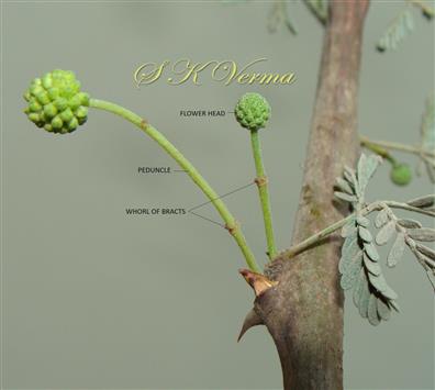  Young flower heads-Peduncle with whorl of bracts
